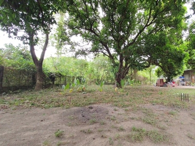 1000 sq.m. lot for sale with mango tree