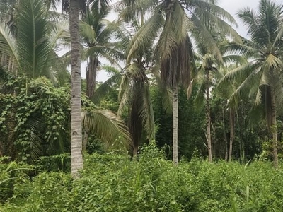 3.7 Hectares Farm Lot for Sale in Aborlan, Palawan