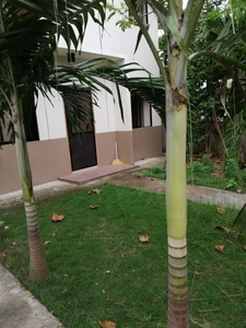 House for Rent in Liloan with Garden