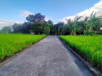 For Sale - Irrigated Riceland with Warehouse - Pila, Laguna