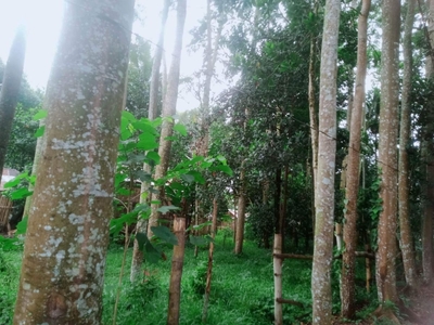2,000 sqm Lot for Sale with Palkata trees in Malaybalay, Bukidnon