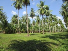 coconut farm for sale