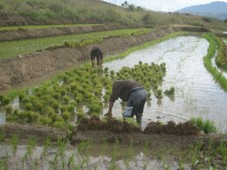 14.1 Hectares of Land for Sale - Carranglan, Nueva Ecija
