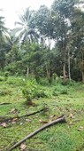 Agricultural Land with coconut trees & other fruit trees