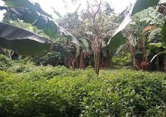 THROUGH THE SOUTH LUZON 10,288 SQM FARM FOR SALE LOCATED IN PAKIL LAGUNA