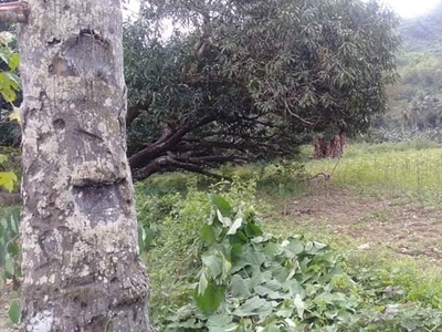 Agricultural Lot for sale in Asturias Cebu 5hectares