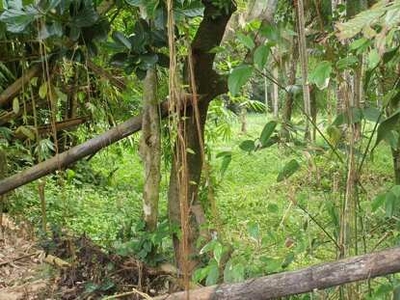 Lot For Sale In Tinamnan, Lucban