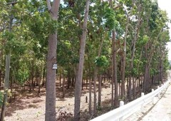 1.5-ha Land for Sale along the Highway in Siquijor