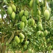 manggahan land almost full of mango tree, mango farm land