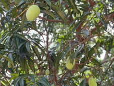Orion Farm Land with Mangoes