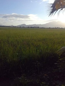 19,282 sqm Rice Field Lot For Sale in San Roque, Victoria, Laguna