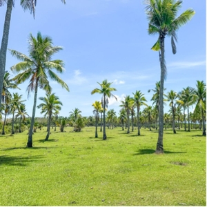Coconut Farm Mangroves And Beachfront Property
