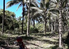 1 Hectare Coconut Farm for Sale in Aborlan, Palawan