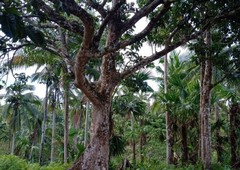 Coconut Farmland For Sale