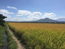 Irrigated Ricefield for Sale (Bay, Laguna)