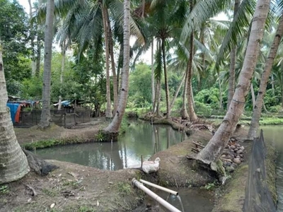 1.5 Hectares Well Developed Farm lot for sale in Kidapawan, Cotabato
