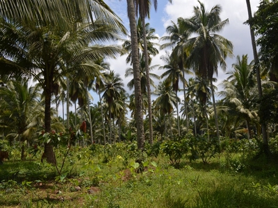 Agricultural Land with Cacao and Coconut Trees
