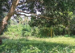 Batangas Agri Lot with lots of Mango trees