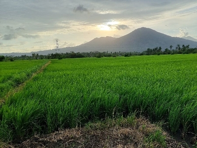 Rice Field with mountain view For Sale in Masiit, Calauan, Laguna