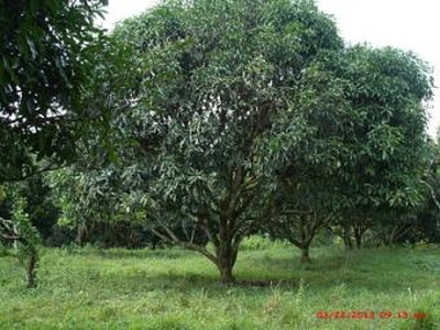5 Hec. fruit bearing farm For Sale Philippines