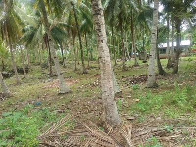 Agricultural Lot for sale in Guindulman