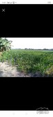 Agricultural Lot for sale in Magalang