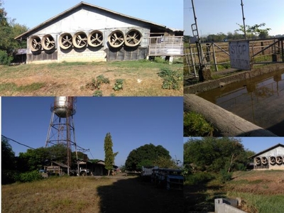 Land and Farm for sale in Gapan