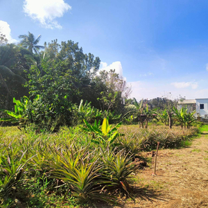 Lot For Sale In Banaybanay, Amadeo