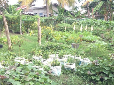2000 sqm farm land with house in Baras Rizal for lease