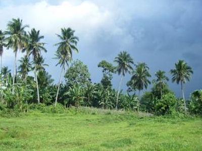 Agricultural Farm For Sale Philippines
