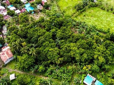 For Sale Farm Lot w/ Fruit Bearing Trees such as Lanzones and Rambutan San Pablo