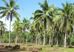 Very Affordable Farm Land For Sale in Libertad, Samal