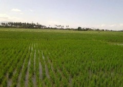 6.2 Hectares Farm Lot at Bo. Dimasalang, Talavera, Nueva Ecija