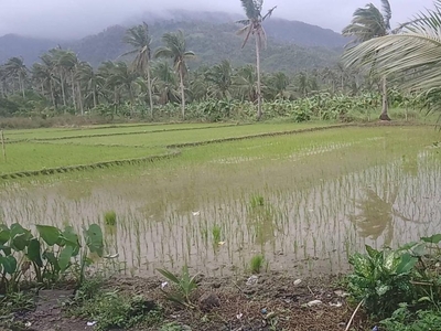 Agricultural/Residential Lot For Sale in Umiray, Dingalan, Aurora