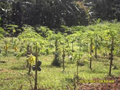 AGRICULTURAL LAND For Sale Philippines