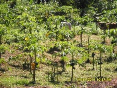 AGRICULTURAL LAND For Sale Philippines