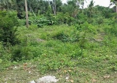 Lot for Sale in Bil-isan,Panglao,Bohol