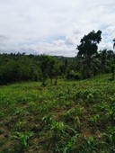1.3 hectareTitled Farm Lot for sale at Calaca, Batangas