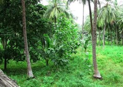 1 Hectare Pagudpud, Ilocos Norte planted w/ bannlanas and coconuts with a building chapel