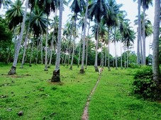 Half Hectare (5,000sqm) Farm Lot w/ 70+ Coconut Trees For Sale in Davao City