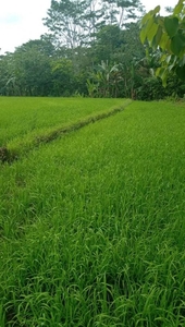 Butuan City Rice land For Sale