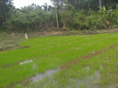 Rice Farm Lot (4.1 hectare total of Property) La Paz Agusan Del Sur