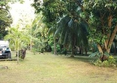 Lot for sale with duplex and farm house for free plus lots of fruit bearing trees