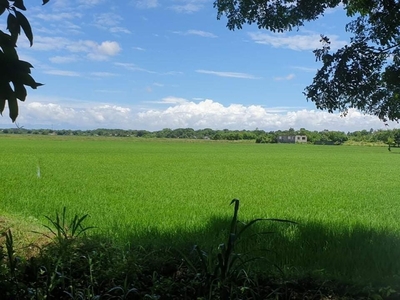 7,007 sqm Farm Lot with House for Sale in Nueva Ecija, Cabiao
