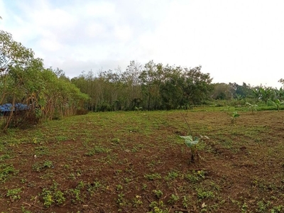 Peaceful Farm Lot Good For Building Home For Sale in Malaybalay
