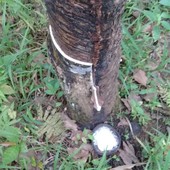 farm land with rubber tree