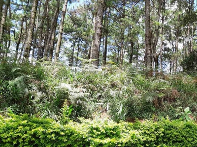 For Sale: Vacant Lot with 1,269 sqm. at Pinsao Proper, Baguio City, Benguet