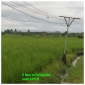 INCOME GENERATING AGRICULTURAL LOT (RICEFIELD)