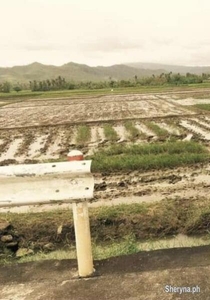 4. 4786 Hectares Along The Highway Lot Sale Camarines Sur Bicol
