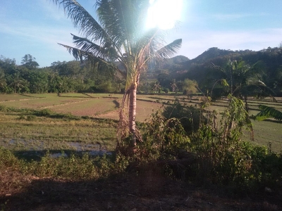 100 hectares Farm lot in Bantulan, Taytay, Palawan for sale